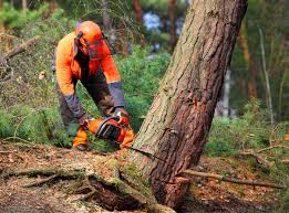 Best Stump Grinding and Removal  in Ingleside, TX