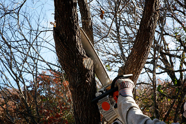 How Our Tree Care Process Works  in  Ingleside, TX